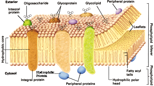 membrane